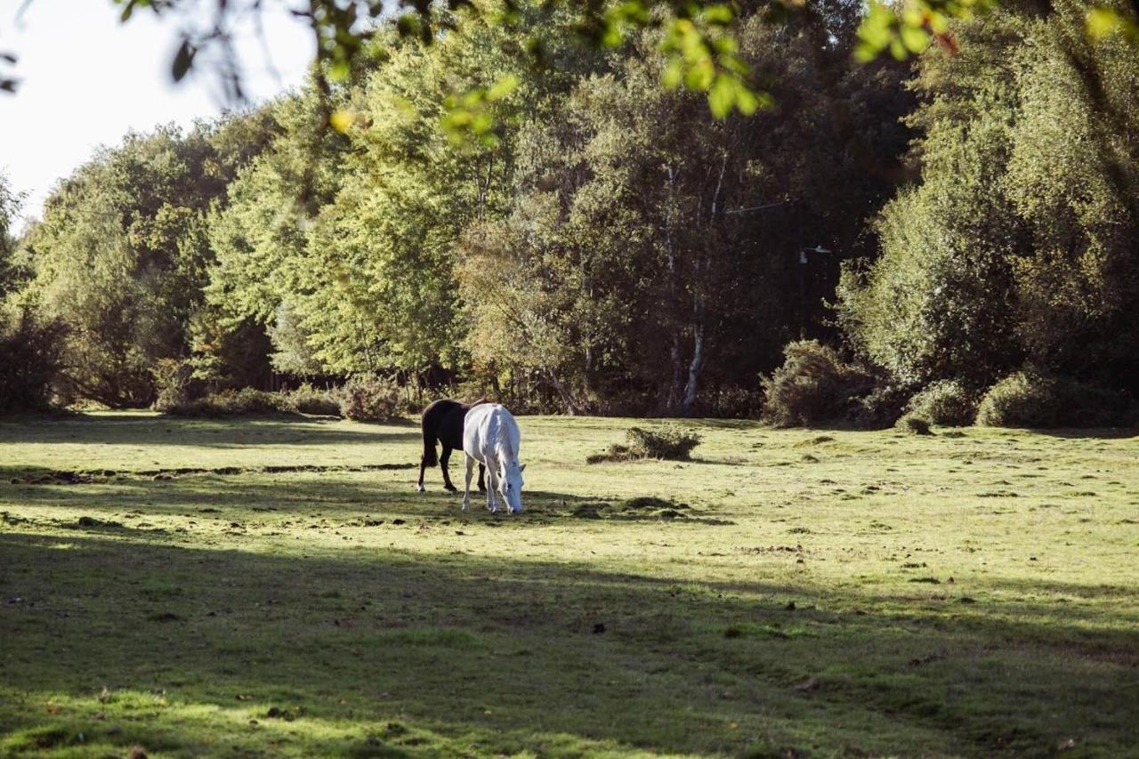 Surrey Lodge Brockenhurst Kültér fotó